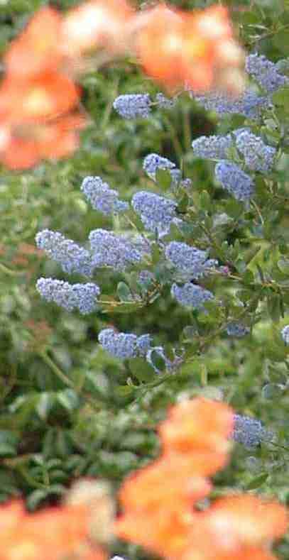Ceanothus LT Blue  and Desert Mallow in a California Garden, both of these native plants are showy and flower about the same time. - grid24_12