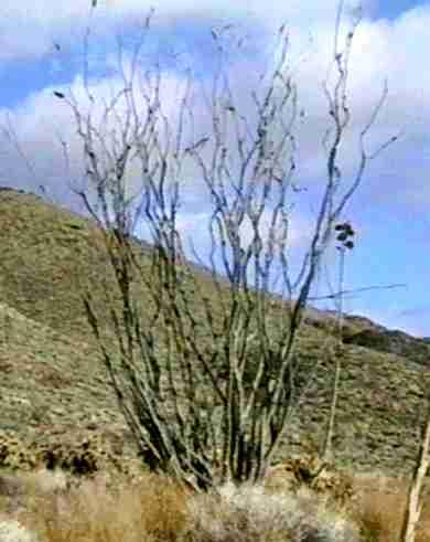 An old picture of a Fouquieria splendens, Ocotillo in a desert wash in Anza Borrego. - grid24_12