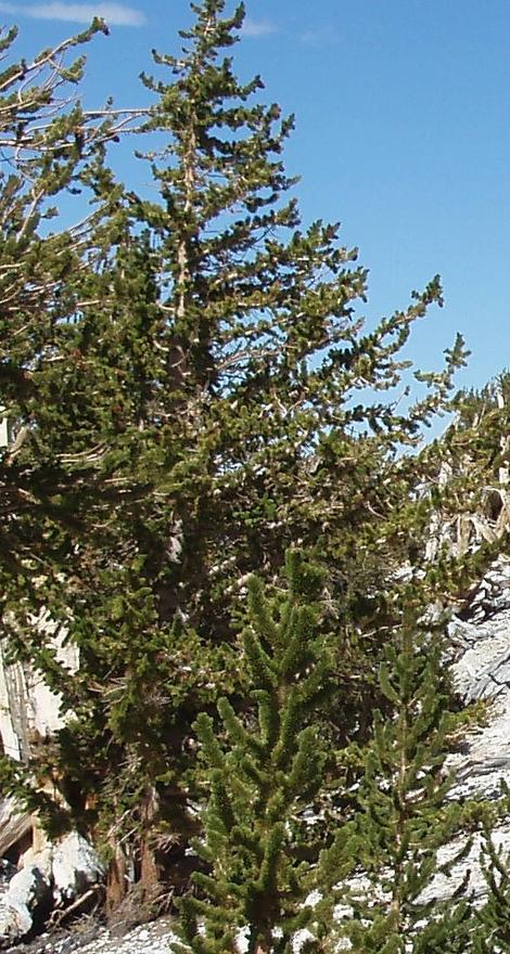 Pinus longaeva, Bristlecone Pine, is a very long-lived, high-elevation pine living in the White and Inyo Mountains of California.  - grid24_12