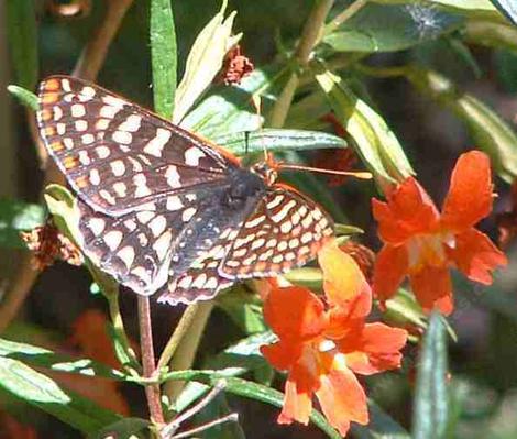 Checkerspot Buterfly on a Diplacus punceus - grid24_12