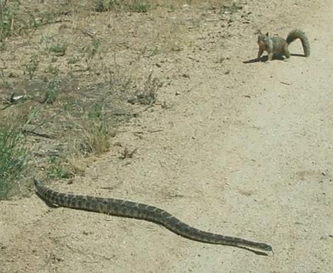 Squirrel and Rattle Snake. The Ground squirrel has made his tail bigger to distract the snake. - grid24_12