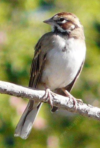 Lark Sparrow, Chondestes grammacus looking sideways - grid24_12