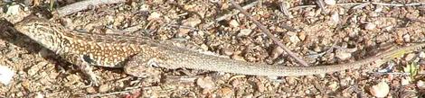 A rather old picture of Side splotched lizard, Uta stansburiana  - grid24_12