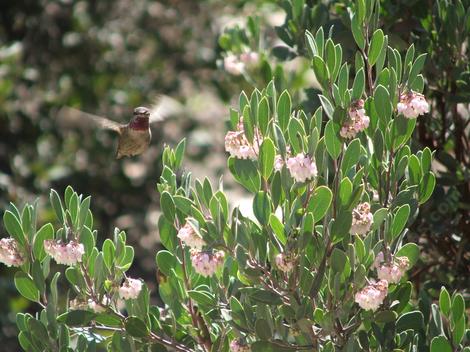 Anna Hummingbird on Arctostaphylos pungens. - grid24_12