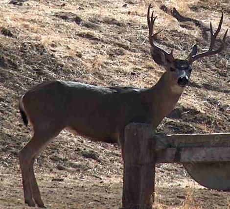 A big male deer, buck, with a big rack - grid24_12