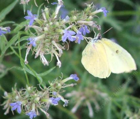 Lobelia dunnii var. serrata, Dunn's Lobelia, is here being visited by a Harford Sulfur butterfly.  - grid24_12