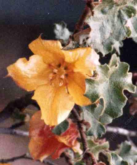 Fremontodendron mexicanum, We lost Mexican Fremontia to drought in the 1980's - grid24_12