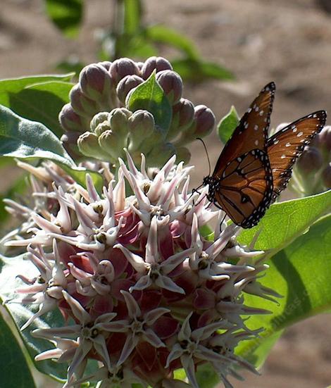 Asclepias speciosa Showy Milkweed  with a Striated Queen Butterfly - grid24_12