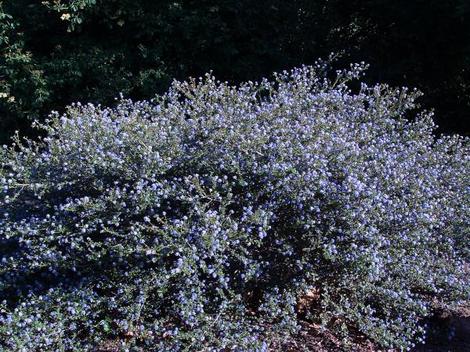 Ceanothus foliosus, Wavy leaf  Mountain Lilac can be very showy. - grid24_12