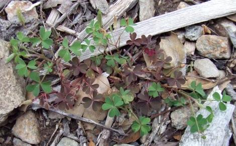 Oxalis , Wood sorrel weed - grid24_12