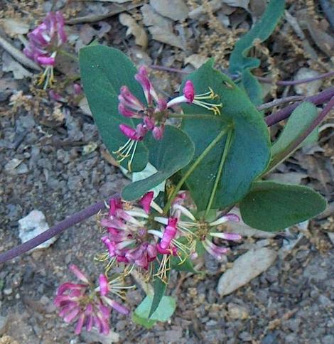 Pink chaparral honeysuckle, Lonicera hispidula in flower. - grid24_12