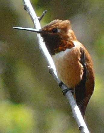 Rufous Hummingbird, 
Selasphorus rufus on watch. Come on, make my day. - grid24_12