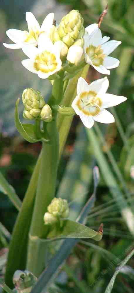 Zigadenus fremontii,  Star Lily in flower - grid24_12
