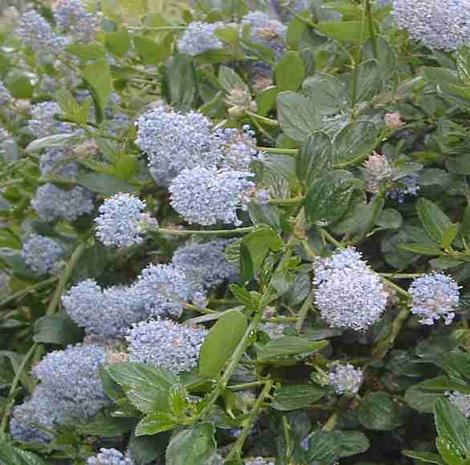 The blue flowers of Ceanothus thyrsiflorus repens a wonderful on a north slope or on the edges of a shady glen. - grid24_12