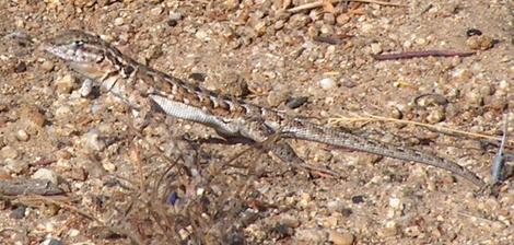 Side-Splotched lizard in hot gravelly soil. - grid24_12