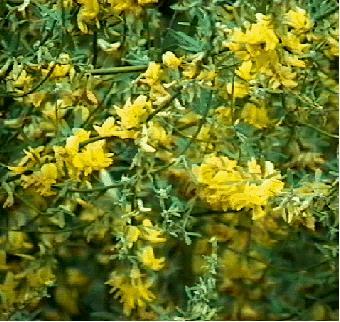 Here is a very floriferous example of Lotus scoparius, Deerweed,  a most valuable plant of the California chaparrla plant community.  - grid24_12
