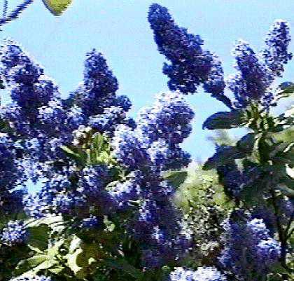 An old picture of Ceanothus Sierra Blue - grid24_12