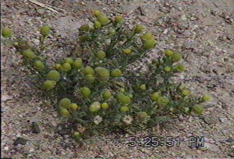 Pineapple weed(Matricaria matricarioides, Lepidotheca suaveolens, Chamomilla suaveolens)  - grid24_12