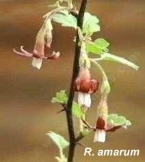 Ribes amarum has cute flowers.  - grid24_12