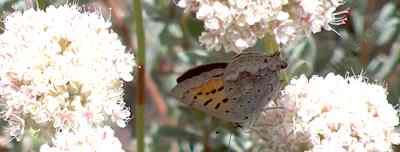 A Tailed Copper butterfly on a California Buckwheat - grid24_12