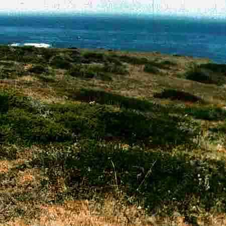 Coastal bluff, old photo of Ragged Point - grid24_12
