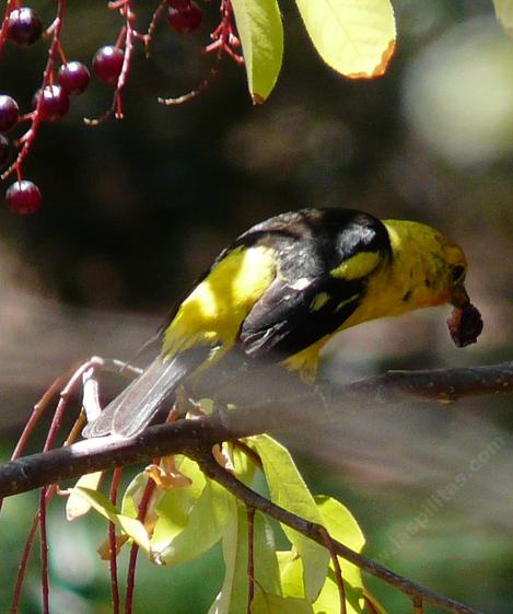 Western Tanager eating a  Black Chokecherry. - grid24_12
