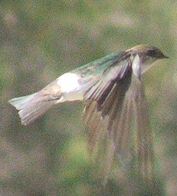 Violet-green swallow, Tachycineta thalassina in flight - grid24_12