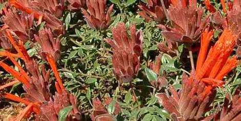 Monardella macrantha, Hummingbird Monardella or Red Monardella - grid24_12