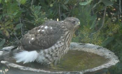 Sharp-shinned Hawk (Accipiter striatus) in the bird bath. Well he is a bird, and it is a bath, a little small. - grid24_12