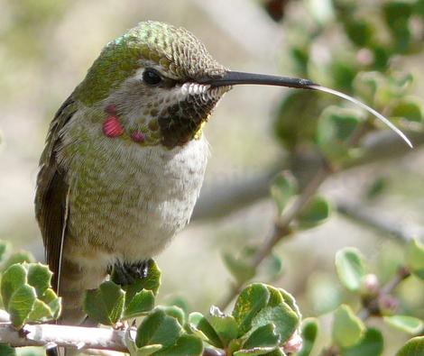 A young Anna's hummingbird sticking his tongue out at the photographer. - grid24_12