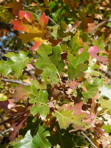 Quercus kelloggii, Kellogg Oak fall color - grid24_12
