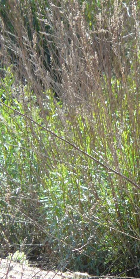Artemisia dracunculus, Tarragon plants - grid24_12