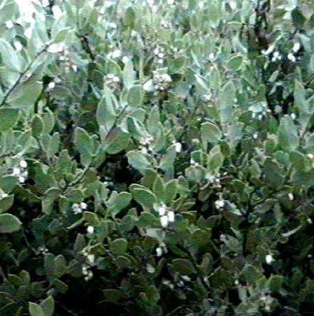 An old picture of Arctostaphylos myrtifolia - grid24_12