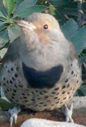 Northern Flicker, Colaptes auratus getting a drink - grid24_12