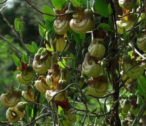 The strange and beautiful flowers of Aristolochia californica, California Pipevine. - grid24_12