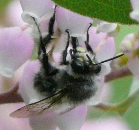 Bumblebee on manzanita flower, showing head - grid24_12