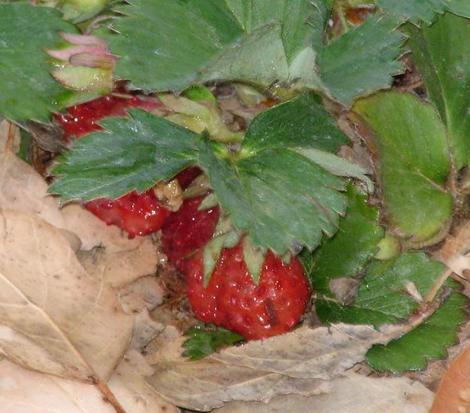 Woodland strawberry is a native plant that can produce decent little alpine strawberries.  - grid24_12