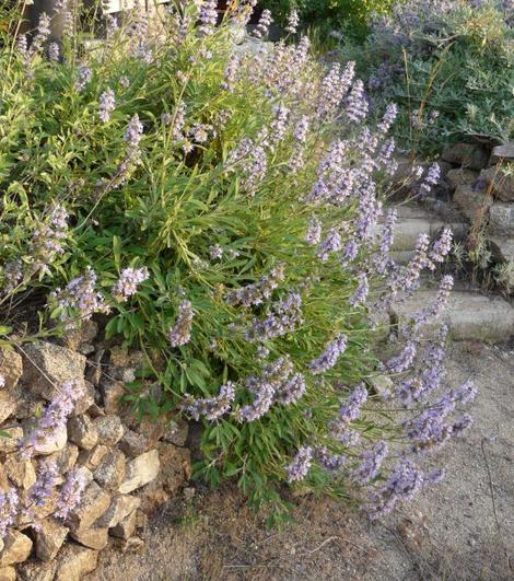 Salvia sonomensis, Mrs. Beard flowers spilling down bank. - grid24_12