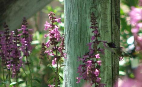 Stachys chamissonis, Magenta Butterfly Flower with hummingbird - grid24_12
