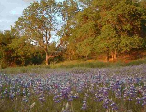 Blue Oak - Quercus douglasii woodland with Lupines - grid24_12