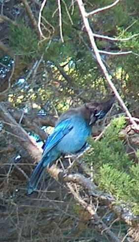 A Stellar Jay in Redwood tree. - grid24_12