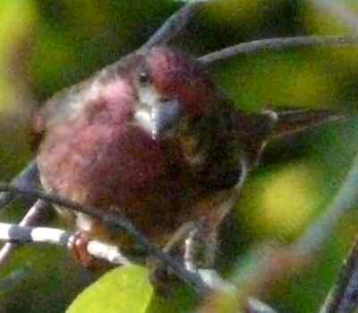 A Purple Finch watching camera in  the Heteromeles arbutifolia, Toyon - grid24_12