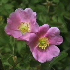 Rosa woodsii ultramontana Mountain Rose has lightly fragrant flowers. - grid24_12