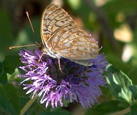 Comstock fritillary on Monardella - grid24_12