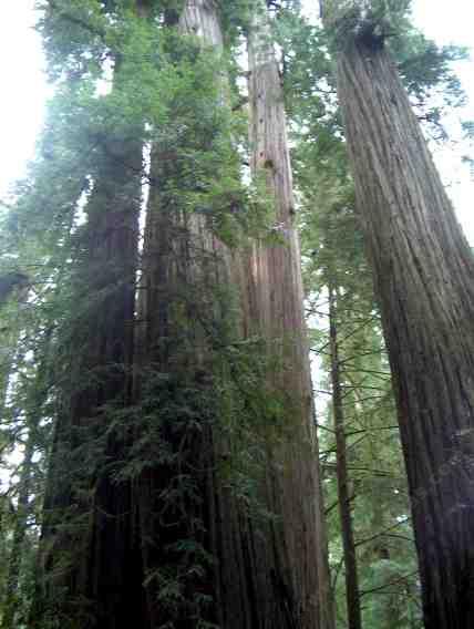 California coastal redwood forest looking up into the trees. We are small - grid24_12