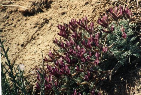 Oxytropis oreophila, Oxytrope, is a larval food plant for Blue butterflies, but deadly poisonous to livestock.  - grid24_12