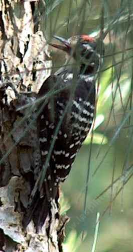 Nuttall's Woodpecker is almost always on the side of a treee. - grid24_12