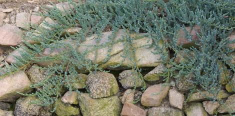 Juniperus communis montana, Dwarf Juniper makes a spilling ground cover. - grid24_12