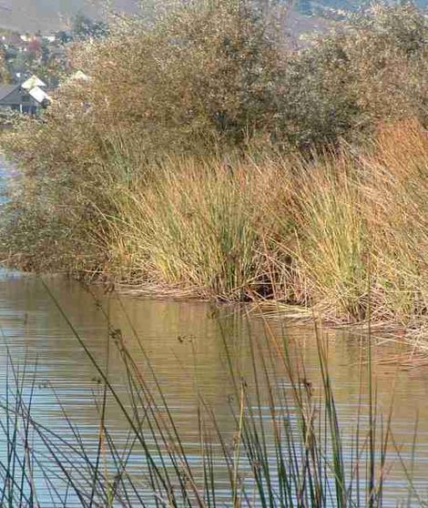 Rushes, Willows and Scripus next to lake. Again if you can't dig down to shallow water, riparian species can't either. - grid24_12