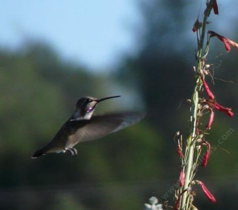 Penstemon centranthifolius, Scarlet Bugler,  was "born to be wild" with hummingbirds ( here with Costa's Hummingbird).  - grid24_12